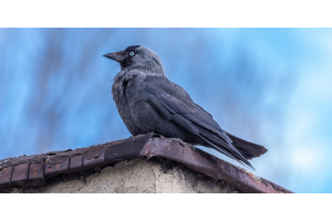 Jackdaw on roof