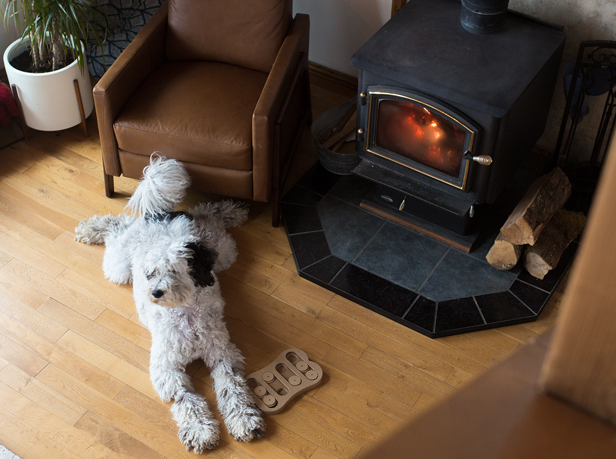 Dog on floor in front of log burner