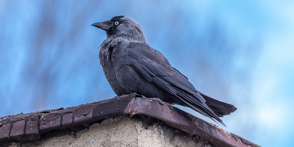 Jackdaw on roof